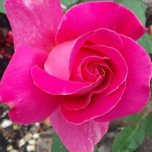 Meet your Posher, NC.